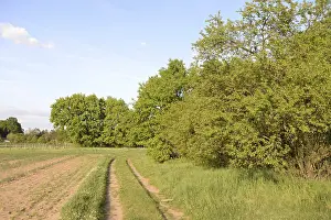 Forest Edge Scenery Drucke: Trees, path, dirt road, tree, landscape