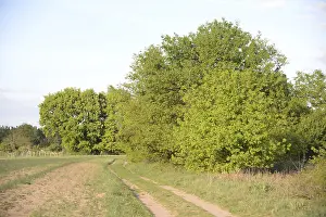Wooded Landscape Shots Drucke: Trees, path, dirt road, tree, landscape