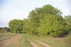 Springtime Nature Scenery Drucke: Trees, path, dirt road, tree, landscape