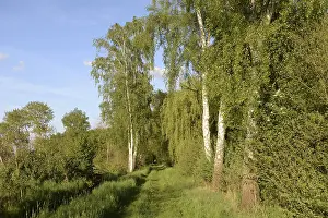 Tree Landscape Photography Drucke: Trees, path, dirt road, tree, landscape