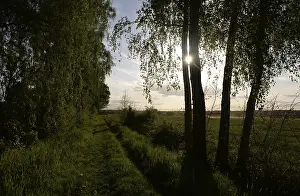 Forest Edge Landscape Photo Drucke: Trees, path, dirt road, tree, landscape