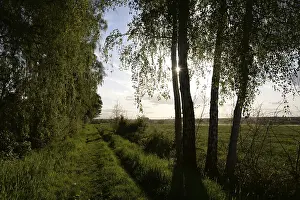 Open Air Countryside Scene Drucke: Trees, path, dirt road, tree, landscape