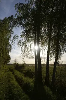 Forest Edge Landscape Photo Drucke: Trees, path, dirt road, tree, landscape