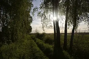 Backlit Forest Landscape Drucke: Trees, path, dirt road, tree, landscape