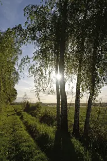 Nature Photography Springtime Drucke: Trees, path, dirt road, tree, landscape