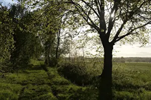 Forest Edge Scenery Drucke: Trees, path, dirt road, tree, landscape
