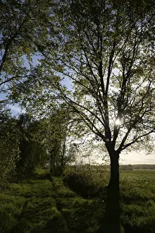 Backlit Forest Landscape Drucke: Trees, path, dirt road, tree, landscape