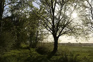 Woodland Landscape Photography Drucke: Trees, path, dirt road, tree, landscape