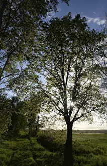 Open Air Countryside View Drucke: Trees, path, dirt road, tree, landscape