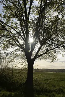 Backlit Forest Landscape Drucke: Trees, path, dirt road, tree, landscape