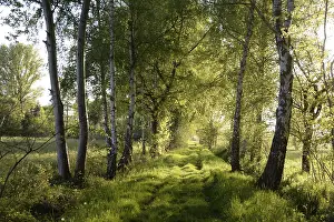Backlit Landscape Photography Drucke: Trees, path, dirt road, tree, landscape