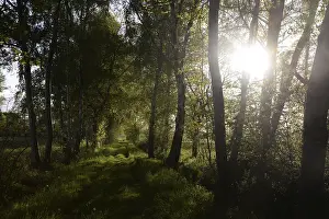 Backlit Forest Landscape Drucke: Trees, path, dirt road, tree, landscape