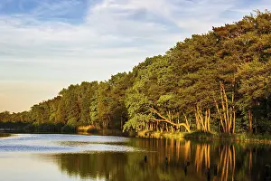 Baltic Sea Coastline Drucke: Trees on the Prerow Stream in Prerow