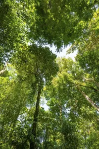 Natural Preserve Scenery Drucke: Trees in the rainforest, dense vegetation