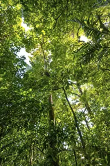 Rainforest Landscape Drucke: Trees in the rainforest, dense vegetation