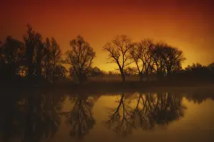 Ticino Landscape Photography Drucke: Trees Reflected on an Alpine Lake Maggiore in Sunset in Ticino