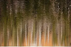 Waterfront Landscape Photo Drucke: Trees are reflected in the lake