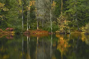 Lake Silvaplaner Exterior View Drucke: Trees reflected in lake, autumn