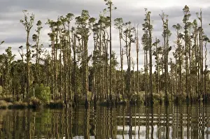 No People Landscape Photo Drucke: Trees reflected in Lake Brunner