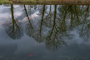 Atmospheric Evening Sky Reflection Drucke: Trees reflected in a pond, evening mood