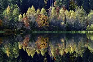Black Forest Reflections Drucke: Trees reflected in the Sankenbachsee