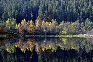 Autumn In Southern Germany Drucke: Trees reflected in the Sankenbachsee