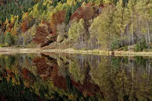 Southern Germany Trees Reflected Drucke: Trees reflected in the Sankenbachsee