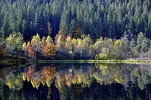Freudenstadt County Travel Drucke: Trees reflected in the Sankenbachsee