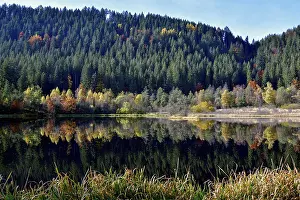 Southern Germany Fall Season Drucke: Trees reflected in the Sankenbachsee