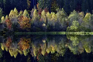 Schwarzwald Deserted Landscape Drucke: Trees reflected in the Sankenbachsee