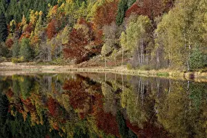 Southern Germany Trees Reflected Drucke: Trees reflected in the Sankenbachsee