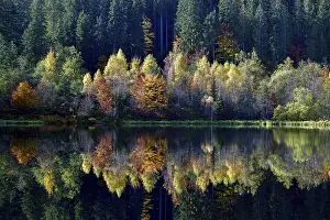 Baiersbronn Autumn Landscape Drucke: Trees reflected in the Sankenbachsee