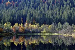 Southern Germany Trees Reflected Drucke: Trees reflected in the Sankenbachsee