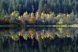 Autumn In Southern Germany Drucke: Trees reflected in the Sankenbachsee