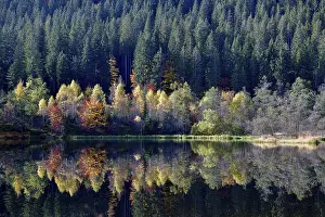 Southern Germany Trees Drucke: Trees reflected in the Sankenbachsee