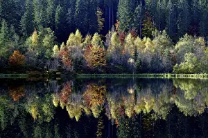 Baden Wurttemberg Drucke: Trees reflected in the Sankenbachsee