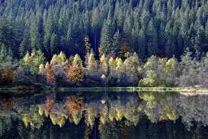 Southern Germany Trees Reflected Drucke: Trees reflected in the Sankenbachsee