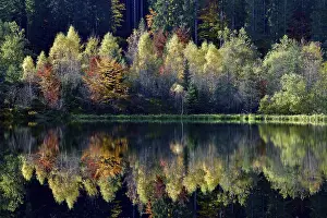 Freudenstadt County Travel Drucke: Trees reflected in the Sankenbachsee