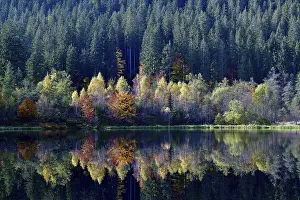 Autumn In Southern Germany Drucke: Trees reflected in the Sankenbachsee