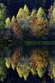 Southern Germany Trees Reflected Drucke: Trees reflected in the Sankenbachsee