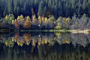 Autumn In Southern Germany Drucke: Trees reflected in the Sankenbachsee