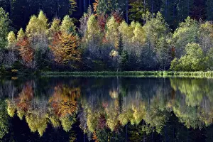Autumn In Southern Germany Drucke: Trees reflected in the Sankenbachsee