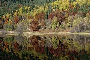 Baden Wurttemberg Photography Drucke: Trees reflected in the Sankenbachsee