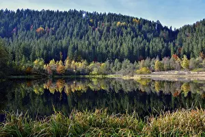 Baden Wurttemberg Germany Drucke: Trees reflected in the Sankenbachsee