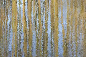 Undulating Water Surface Drucke: Trees reflected on an undulating water surface