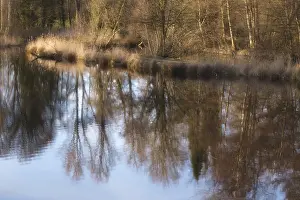 Trees In Water Drucke: Trees reflected in the water of a lake