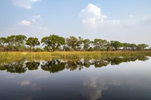 Okavango Delta Landscape Drucke: Trees reflected in water, river landscape