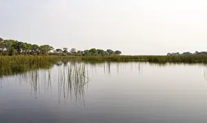 Okavango Delta Landscape Drucke: Trees reflected in water, river landscape