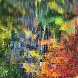 Tree Reflections In Water Drucke: Trees reflected in water surface