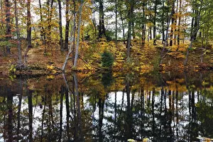 Drucke von Bäume im Wasser spiegeln, Ufer, Flusslandschaft, Herbstblätter, indischer Sommer, Maine, Neuengland, USA Maine Drucke: Bäume im Wasser spiegeln.